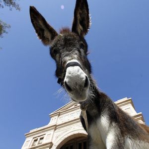 Meet your Posher, Ricky